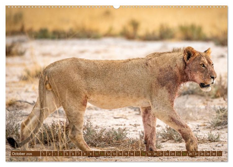 Produktbild: Lions of Southern Africa (High Quality Premium Wall Calendar 2026 DIN A2 landscape),CALVENDO 12 Month Wall Calendar
