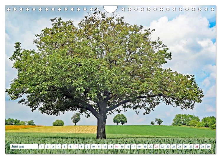 Produktbild: Ein Nussbaum von Januar bis Dezember (Wandkalender 2026 DIN A4 quer), CALVENDO Monatskalender