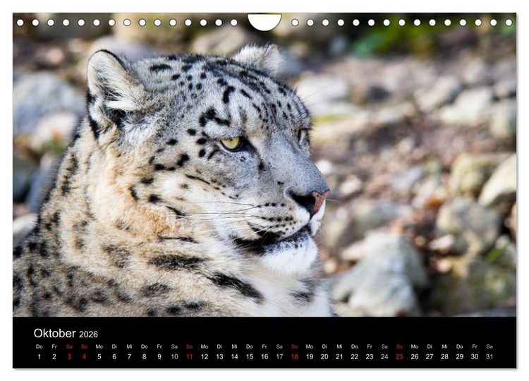 Produktbild: Schneeleoparden (Wandkalender 2026 DIN A4 quer), CALVENDO Monatskalender