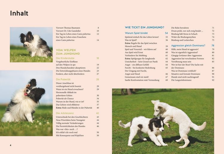 Produktbild: Wenn der Welpe zum halbstarken Hund wird