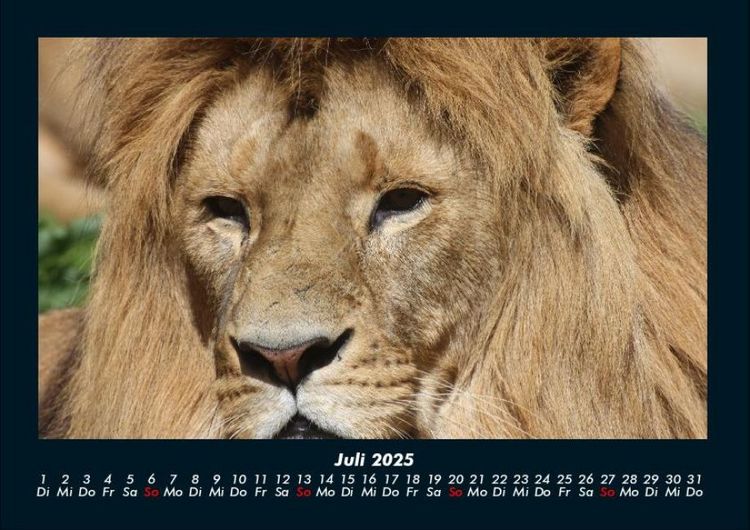 Produktbild: L&ouml;wen in der Wildnis 2025 Fotokalender DIN A4