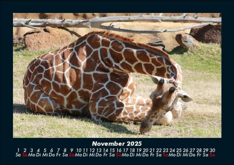 Produktbild: Giraffen 2025 Fotokalender DIN A5