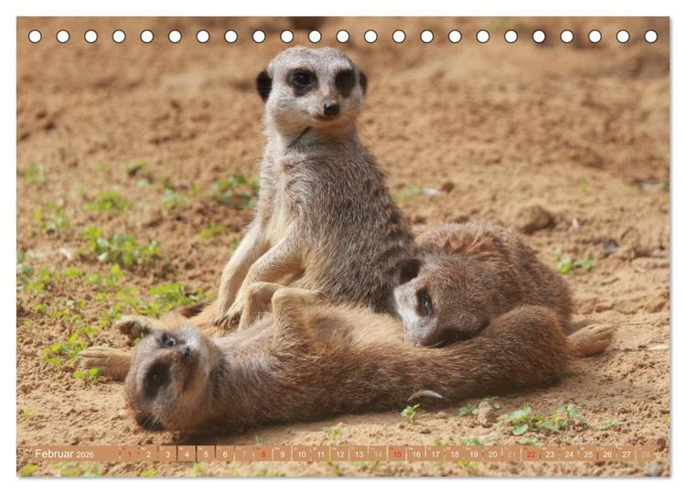 Produktbild: Erdm&auml;nnchen Familienbande (Tischkalender 2026 DIN A5 quer), CALVENDO Monatskalender