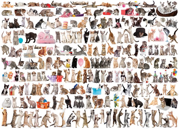 Produktbild: Katzenwelt (Puzzle)