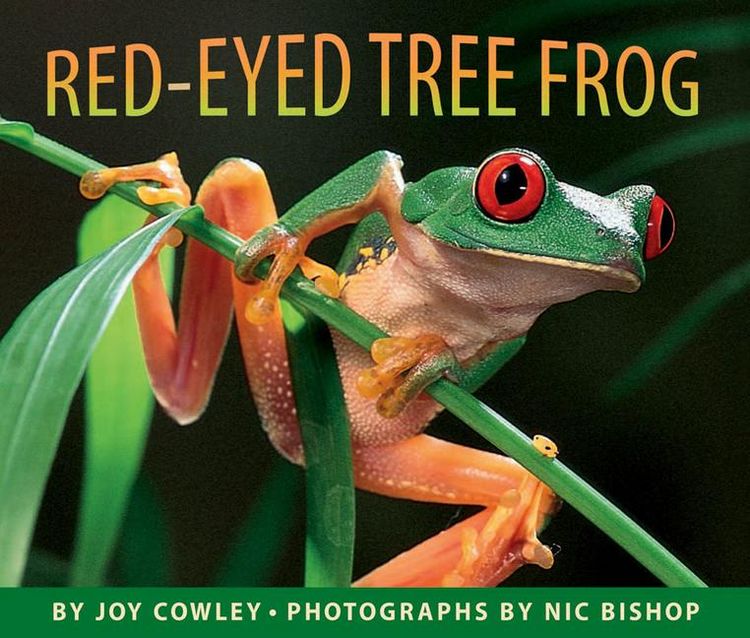Produktbild: Red-Eyed Tree Frog