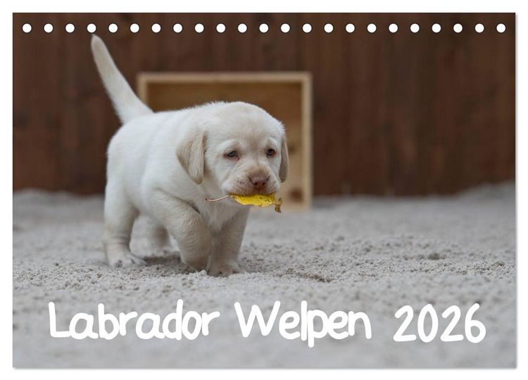 Produktbild: Labrador Welpen (Tischkalender 2026 DIN A5 quer), CALVENDO Monatskalender