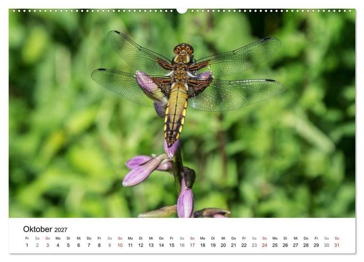 Produktbild: Paradies Naturgarten (Wandkalender 2027 DIN A2 quer), CALVENDO Monatskalender