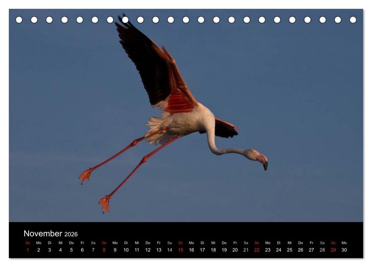 Produktbild: Flamingos der Camargue 2026 (Tischkalender 2026 DIN A5 quer), CALVENDO Monatskalender
