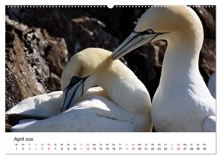 Produktbild: Wildes Schottland 2026 (Wandkalender 2026 DIN A2 quer), CALVENDO Monatskalender