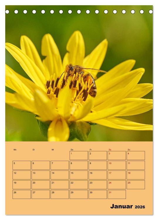 Produktbild: Die Biene und die Farbe gelb (Tischkalender 2026 DIN A5 hoch), CALVENDO Monatskalender
