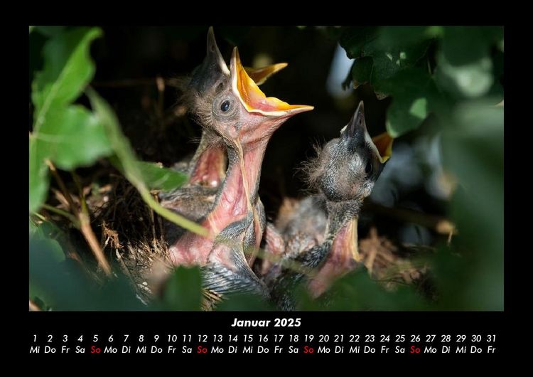 Produktbild: Vogelparadies 2025 Fotokalender DIN A3