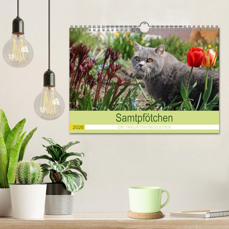 Produktbild: Samtpf&ouml;tchen - Die treusten Begleiter 2026 (Wandkalender 2026 DIN A4 quer), CALVENDO Monatskalender