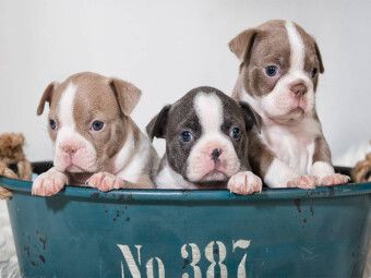 Produktbild: CALVENDO Puzzle Colored Boston Terrier Geschwister Lilac und Blue / White | 1000 Teile Lege-Gr&ouml;&szlig;e 64x48cm Foto-Puzzle f&uuml;r gl&uuml;ckliche Stunden