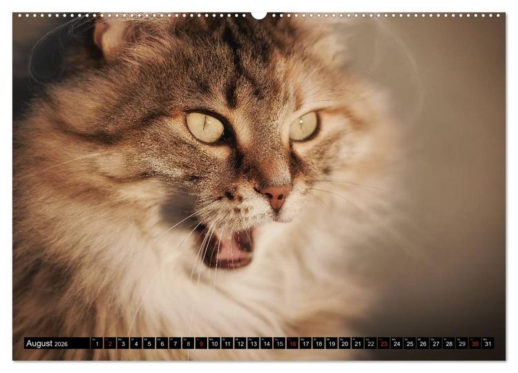 Produktbild: KATZEN Beautys (hochwertiger Premium Wandkalender 2026 DIN A2 quer), Kunstdruck in Hochglanz