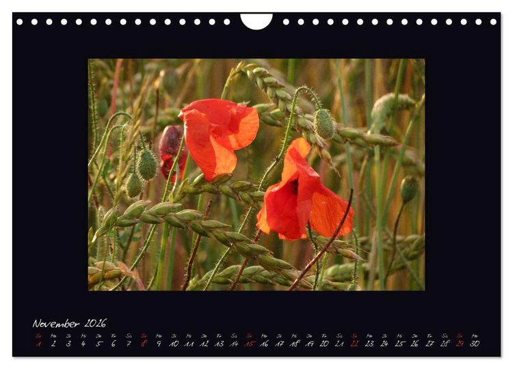 Produktbild: MOHNographie (Wandkalender 2026 DIN A4 quer), CALVENDO Monatskalender