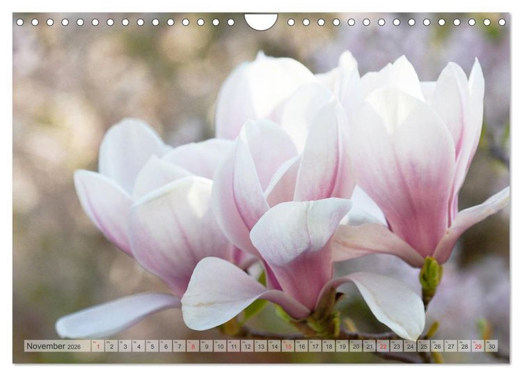 Produktbild: Magnolien Ein Bl&uuml;tenrausch (Wandkalender 2026 DIN A4 quer), CALVENDO Monatskalender