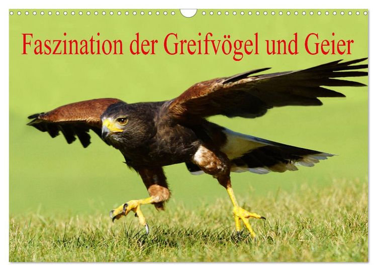 Produktbild: Faszination der Greifv&ouml;gel und Geier (Wandkalender 2026 DIN A3 quer), CALVENDO Monatskalender