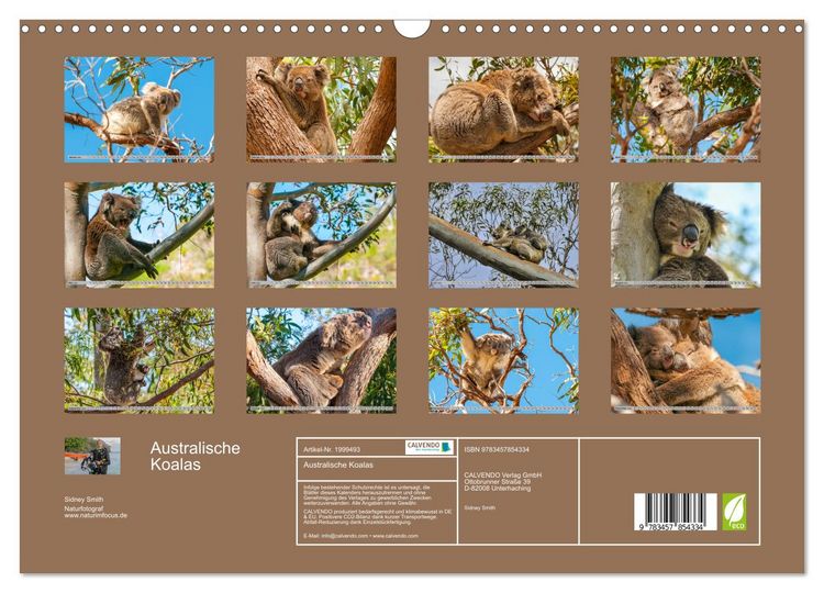 Produktbild: Australische Koalas (Wandkalender 2026 DIN A3 quer), CALVENDO Monatskalender