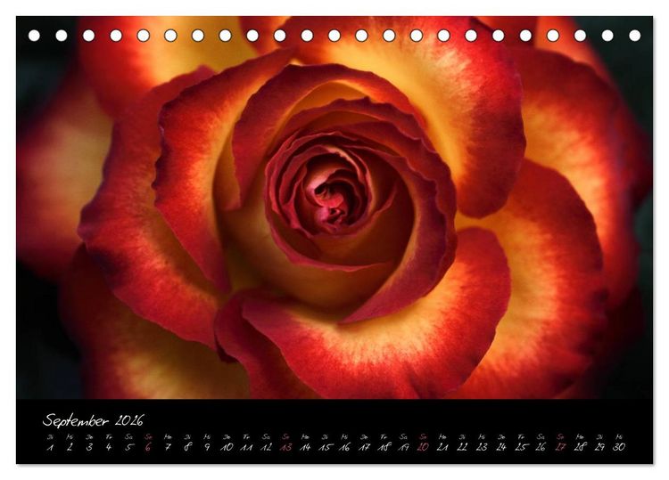 Produktbild: Floral Portraits - Blumen Impression (Tischkalender 2026 DIN A5 quer), CALVENDO Monatskalender