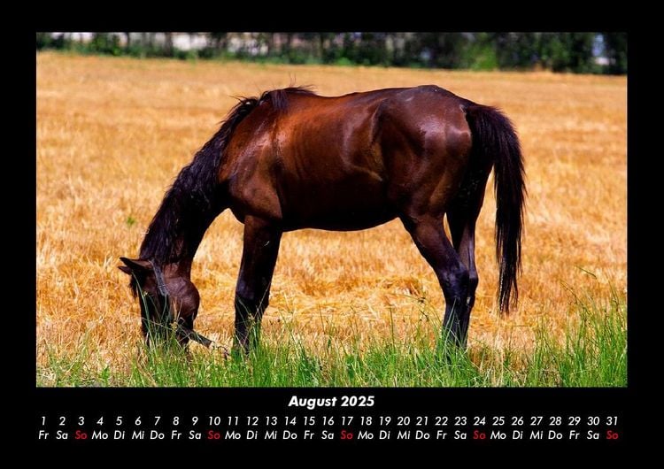 Produktbild: Pferdetraum 2025 Fotokalender DIN A3