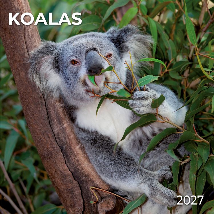 Produktbild: Koalas 2027