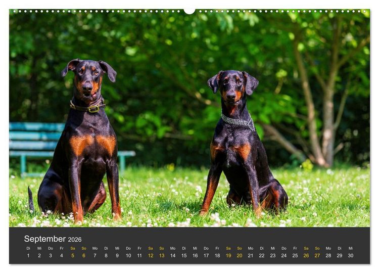 Produktbild: Dobermann 2026 (Wandkalender 2026 DIN A2 quer), CALVENDO Monatskalender