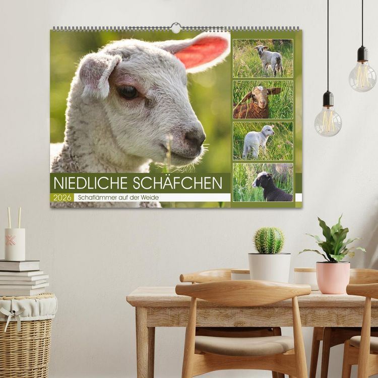 Produktbild: Niedliche Sch&auml;fchen (Wandkalender 2026 DIN A2 quer), CALVENDO Monatskalender