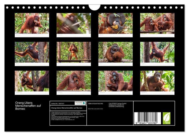 Produktbild: Orang-Utans Menschenaffen auf Borneo (Wandkalender 2026 DIN A4 quer), CALVENDO Monatskalender