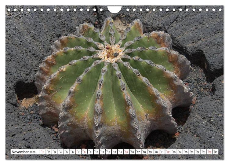 Produktbild: Faszination Kakteen (Wandkalender 2026 DIN A4 quer), CALVENDO Monatskalender