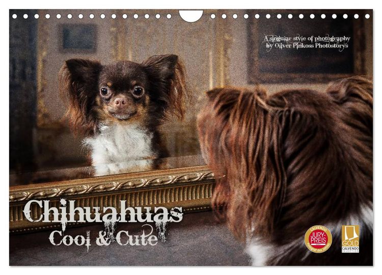 Produktbild: Chihuahuas - Cool and Cute (Wandkalender 2026 DIN A4 quer), CALVENDO Monatskalender