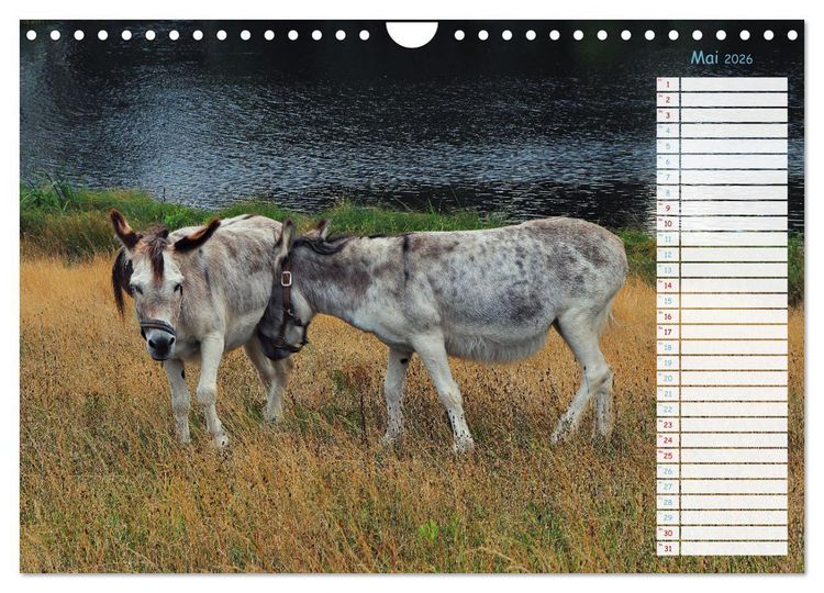 Produktbild: Zwischen Harz und Meer (Wandkalender 2026 DIN A4 quer), CALVENDO Monatskalender