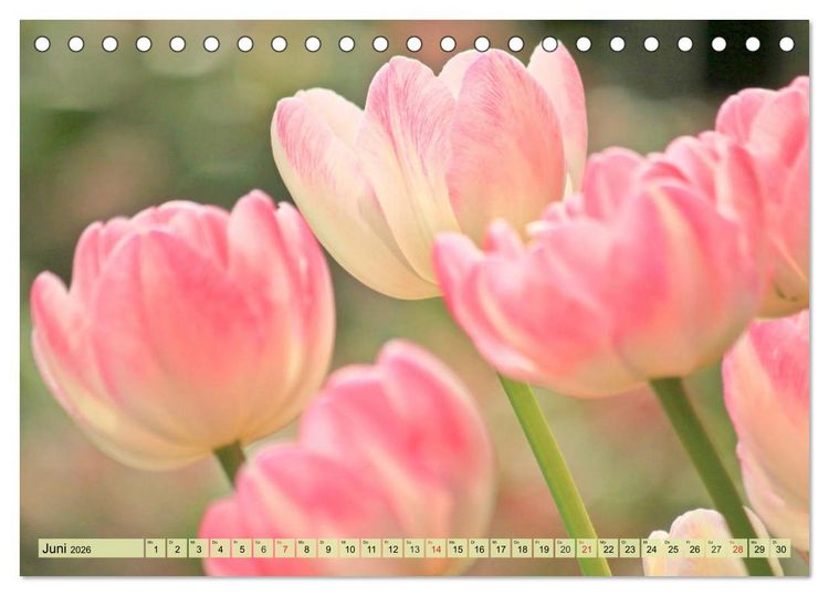Produktbild: Tulpen. Zauberhafte Bl&uuml;tenpracht (Tischkalender 2026 DIN A5 quer), CALVENDO Monatskalender