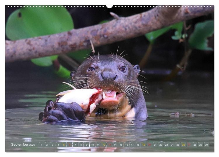 Produktbild: Riesenotter - Flussw&ouml;lfe im Pantanal (Wandkalender 2026 DIN A2 quer), CALVENDO Monatskalender