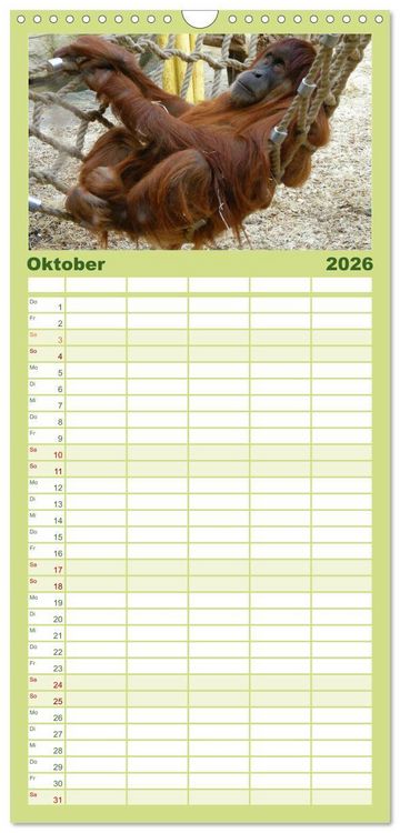 Produktbild: Familienplaner 2026 - Orang-Utans mit 5 Spalten (Wandkalender, 21 x 45 cm) CALVENDO