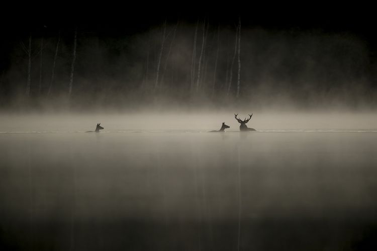 Produktbild: Das Fl&uuml;stern der W&auml;lder