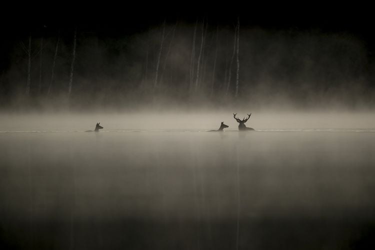 Produktbild: Das Fl&uuml;stern der W&auml;lder