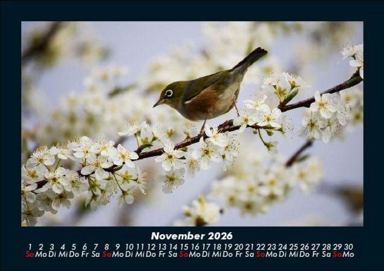 Produktbild: Vogelparadies 2026 Fotokalender DIN A5