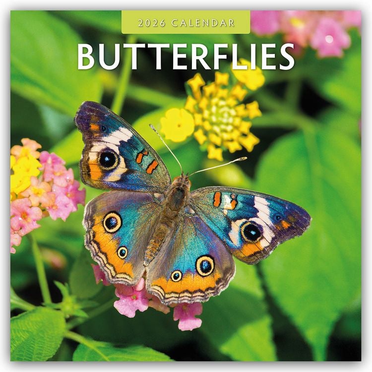 Produktbild: Butterflies – Schmetterlinge 2026 – 16-Monatskalender