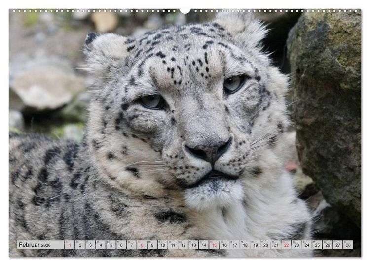 Produktbild: Schneeleoparden. Perfekte Raubkatzen-Sch&ouml;nheiten (hochwertiger Premium Wandkalender 2026 DIN A2 quer), Kunstdruck in Hochglanz
