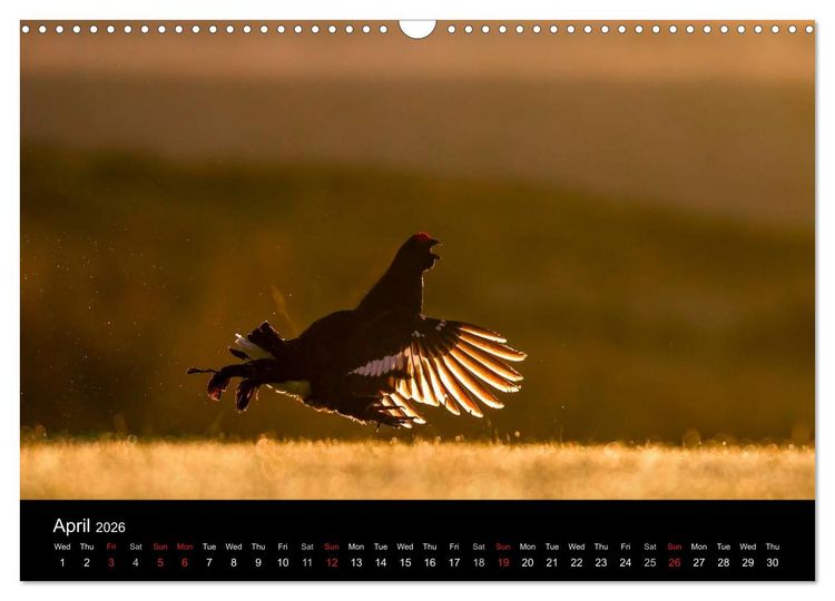 Produktbild: Scotland's Wildlife 2026 (Wall Calendar 2026 DIN A3 landscape), CALVENDO 12 Month Wall Calendar