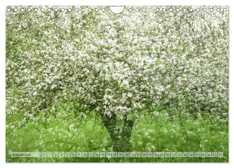 Produktbild: Vielfalt der B&auml;ume - variety of trees (Wandkalender 2026 DIN A4 quer), CALVENDO Monatskalender