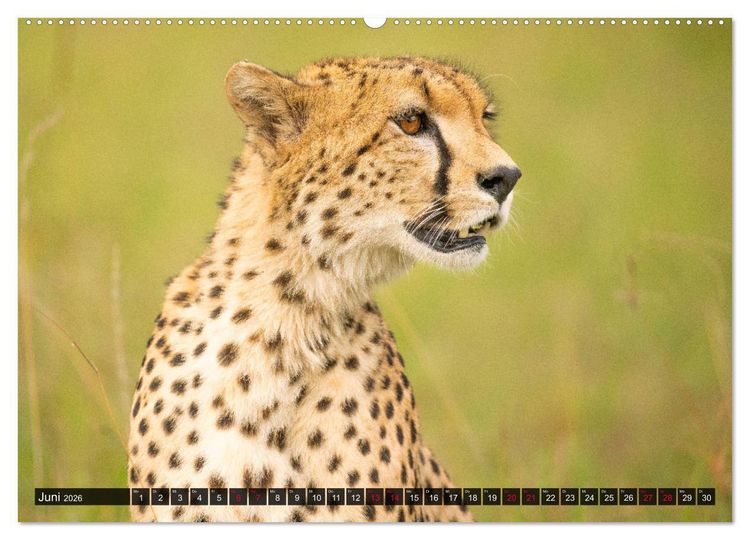 Produktbild: Safari Afrika (hochwertiger Premium Wandkalender 2026 DIN A2 quer), Kunstdruck in Hochglanz