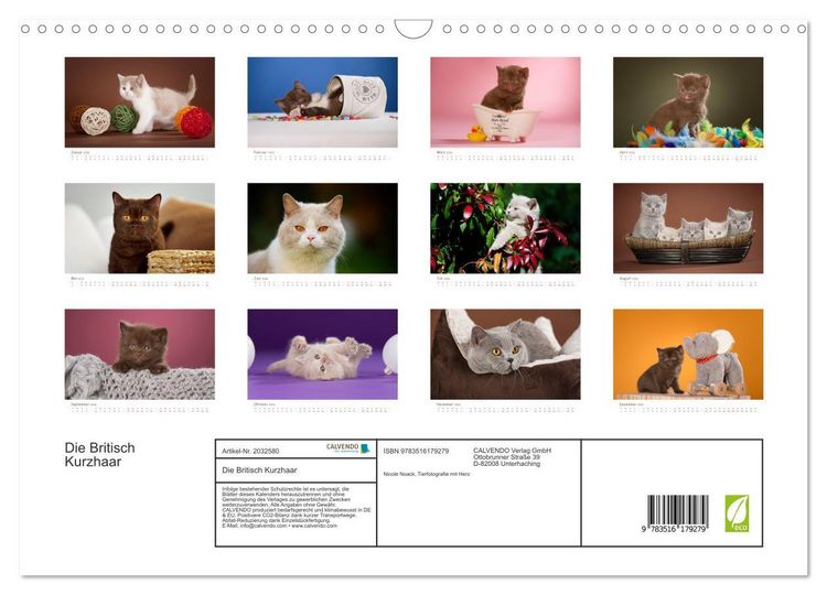 Produktbild: Die Britisch Kurzhaar (Wandkalender 2026 DIN A3 quer), CALVENDO Monatskalender
