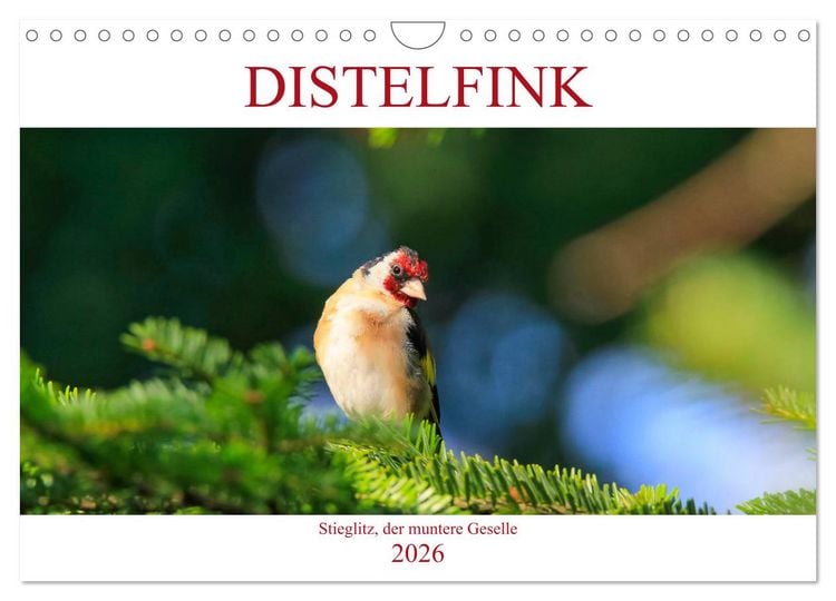 Produktbild: Distelfink (Wandkalender 2026 DIN A4 quer), CALVENDO Monatskalender