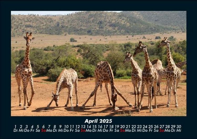 Produktbild: Giraffen 2025 Fotokalender DIN A5