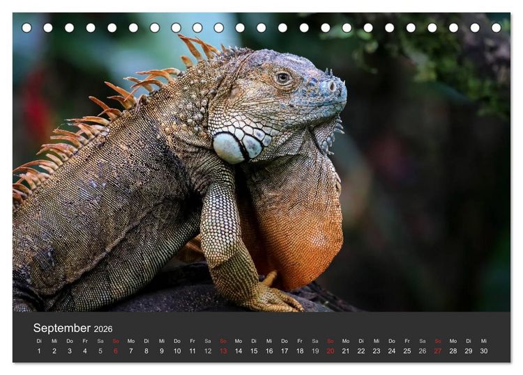 Produktbild: Costa Rica tierisch gut 2026 (Tischkalender 2026 DIN A5 quer), CALVENDO Monatskalender