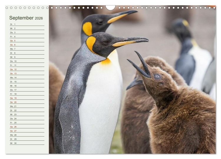 Produktbild: Unter Pinguinen (Wandkalender 2026 DIN A3 quer), CALVENDO Monatskalender