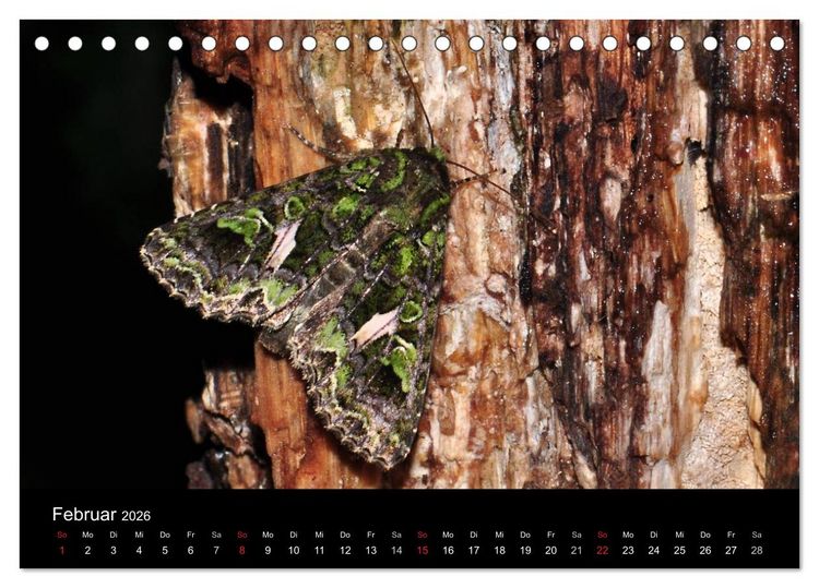 Produktbild: Nachtfalter - Unbekannte Sch&ouml;nheiten (Tischkalender 2026 DIN A5 quer), CALVENDO Monatskalender