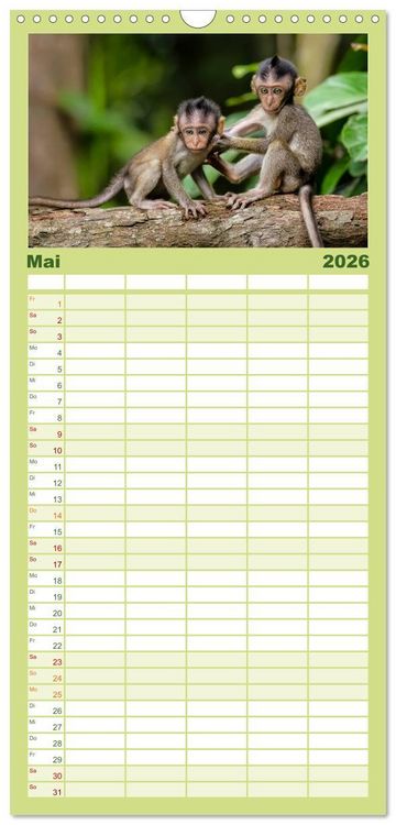 Produktbild: Familienplaner 2026 - Affen - Affenkinder mit 5 Spalten (Wandkalender, 21 x 45 cm) CALVENDO