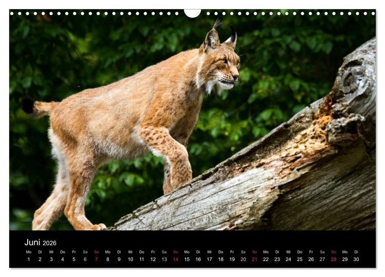Produktbild: Luchse - Europas gr&ouml;&szlig;te Katzen (Wandkalender 2026 DIN A3 quer), CALVENDO Monatskalender